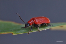 <p>CHŘESTOVNÍČEK LILIOVÝ (Lilioceris lilii) ---- /Scarlet lily beetle - Lilienhähnchen/</p>